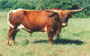 Texas Longhorn