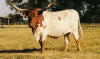 Josefina ~ One of the Magnificent 7