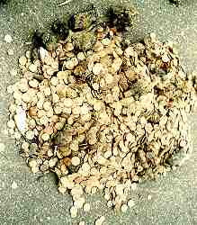 coins495.jpg