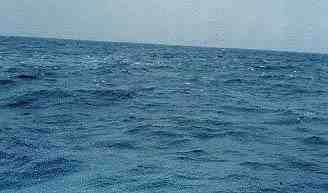 exfishsurfacenew.jpg