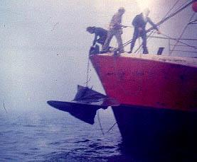 corneliuscloseprop50.jpg