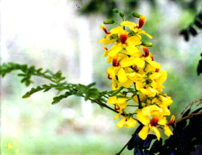Folhas e cacho de flores do pau-brasil