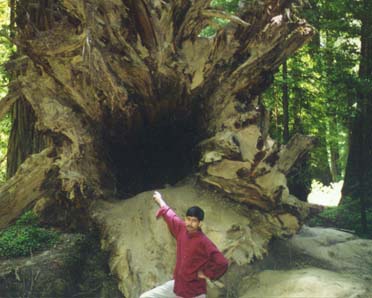 at Redwood forest