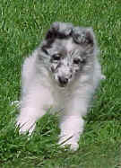 Chloe10Wks1.jpg (65510 bytes)
