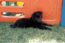 Bear