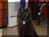 bosco_1.JPG (20364 bytes)
