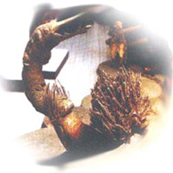 akarawie.jpg (19092 bytes)