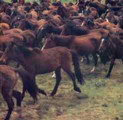 Caballos.jpg (20449 bytes)