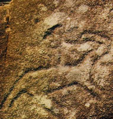 cogoludo.jpg (36993 bytes)
