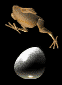 El Gallo's Web Page