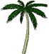 Palm Tree