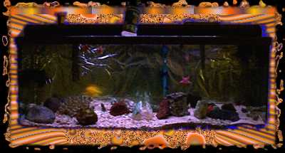 the_tank.jpg - 15099 Bytes