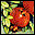 Pomegranates