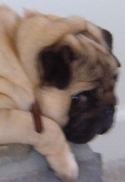 Pug male