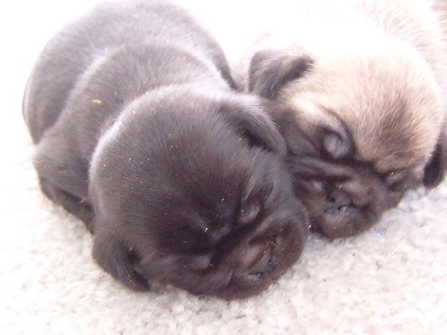 Pug puppies