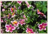 Anemone flower