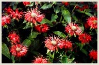 Bee_Balm flower