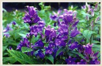 Bellflower