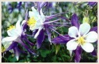 Columbine flower