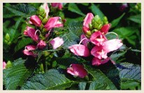 Pink_Turtlehead flower