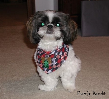 Farr's Bandit