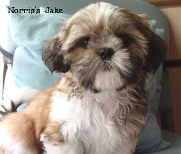 Norris's Jake