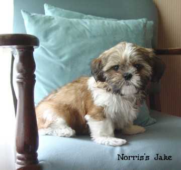 Norris's Jake