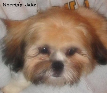 Norris's Jake