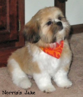 Norris's Jake