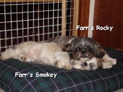 Farr's Smokey & Rocky Older