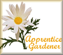 Apprentice