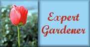 Expert