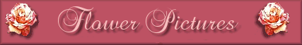 Picture Banner