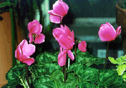 Cyclamen