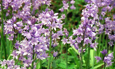 Bluebells