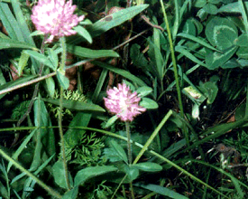 Purple Clover