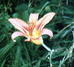 Day Lily