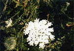 Queen Anne's Lace