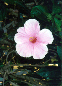 Pink Hybiscus