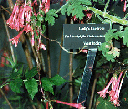 Lady's Eardrops