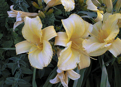 Lilies