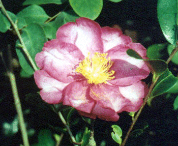 Camellia