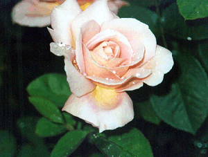Peach rose