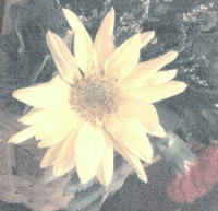 Daisy