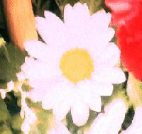 Daisy