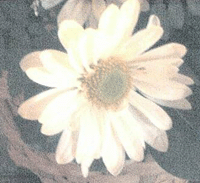 Daisy