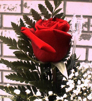 Red Rose
