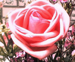 Pink rose