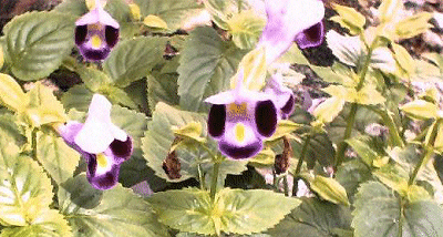 Snapdragons