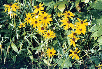 Yellow daisies
